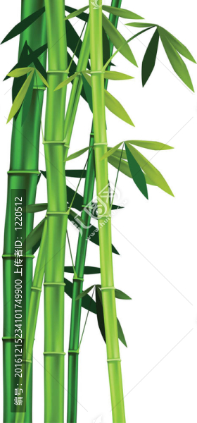 竹白