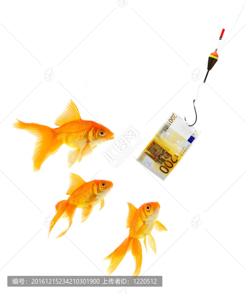 金魚