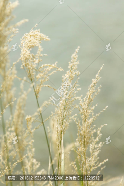黃草