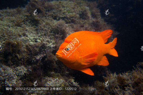 在加利福尼亞南部的Ocean,garibald