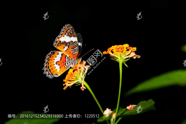 彩色花朵上的美麗蝴蝶