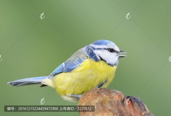 藍山雀。