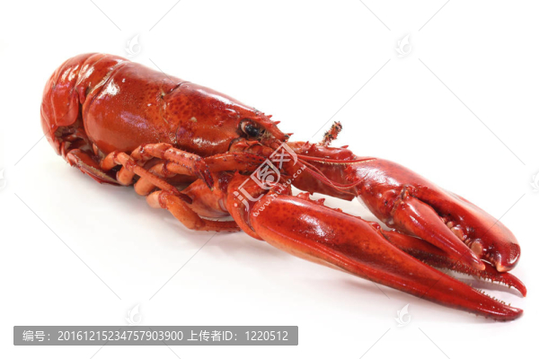 龍蝦