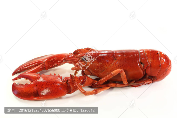 龍蝦