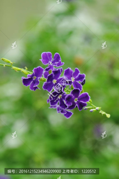 豐富多彩的熱帶花卉