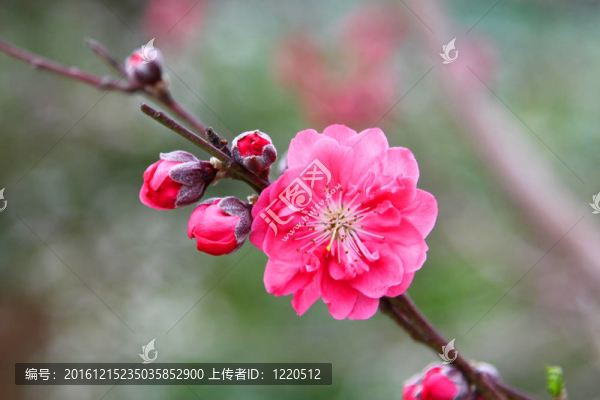 櫻花