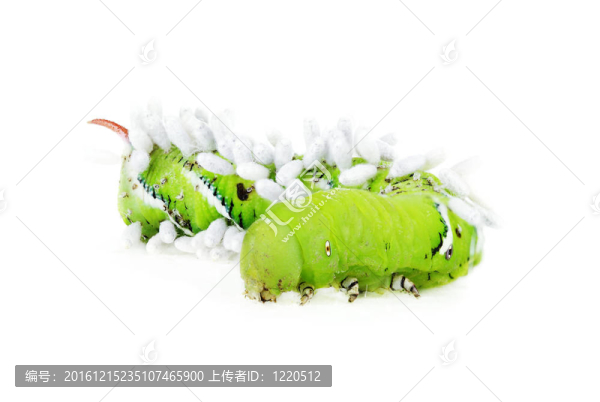 番茄角卡特彼勒