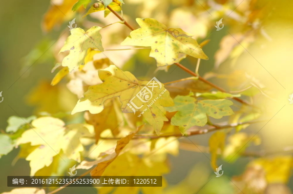 秋天時(shí)間：黃色美麗楓樹