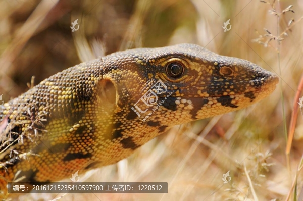 尼羅河巨蜥
