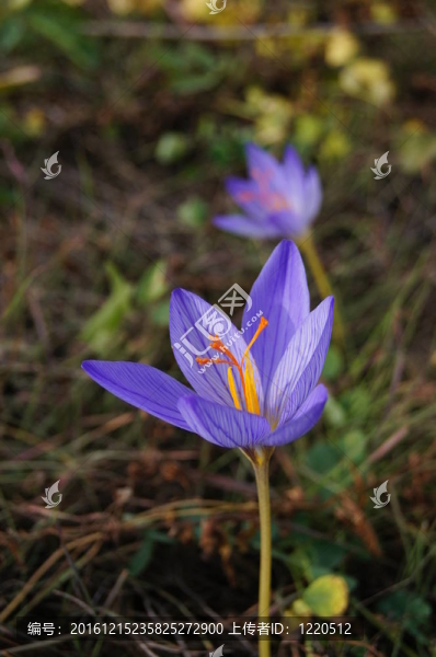 番紅花