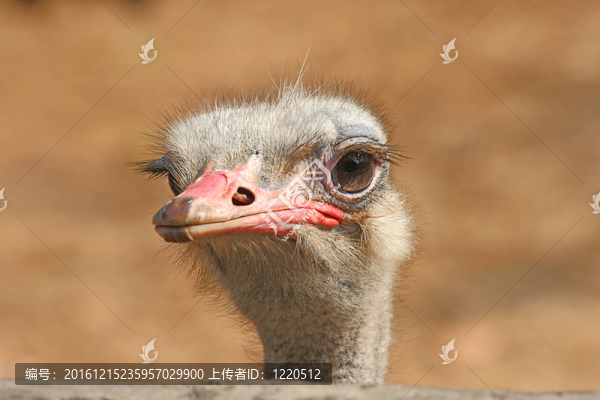 鴕鳥