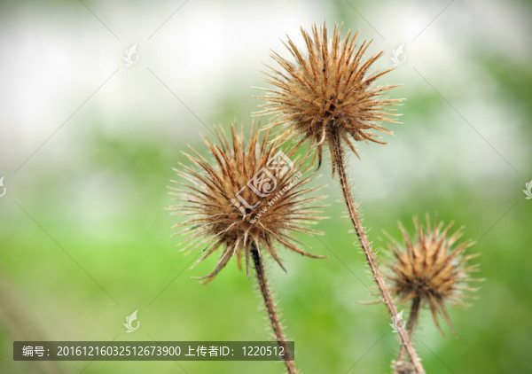 干枯的薊（Teasel,Dipsacus）