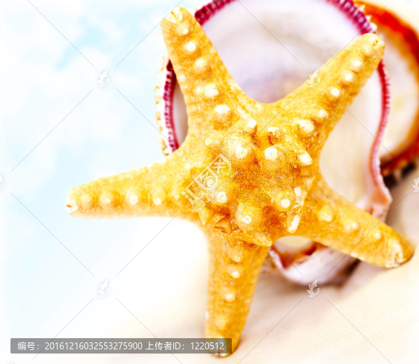 海灘上的海星