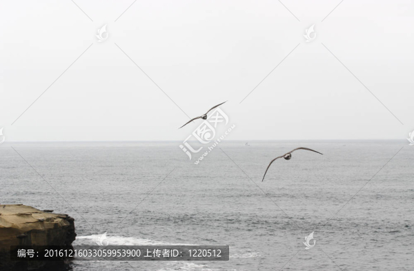 飛翔的鳥兒
