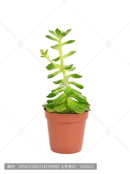綠色肉質(zhì)植物長生；孤立在白色背景