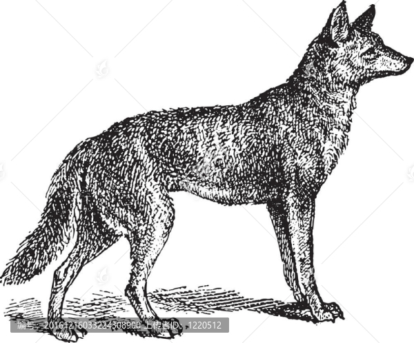 Gray,Wolf或狼；復(fù)古雕刻