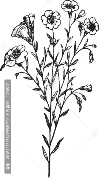 亞麻或Linum,usitatissimum；復(fù)古雕刻
