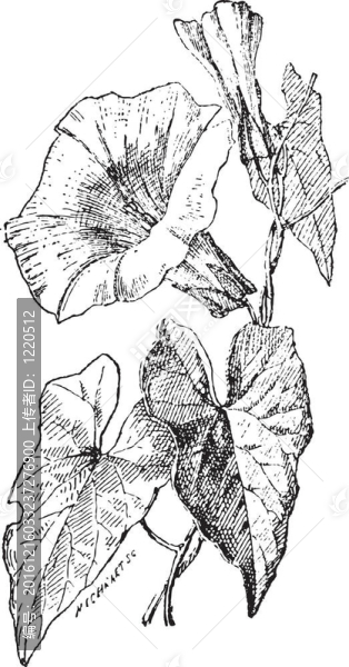 旋花、旋花屬；復(fù)古雕刻