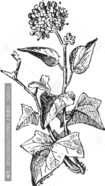 常春藤或常春藤屬；復(fù)古雕刻