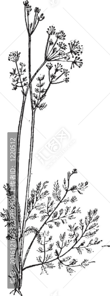 川芎、拉維紀(jì)草；復(fù)古雕刻
