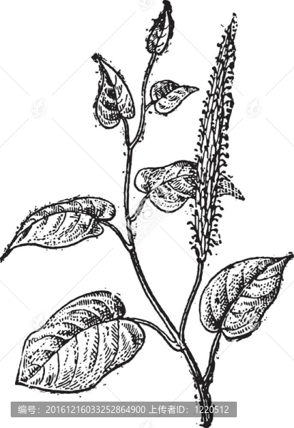 蜥蜴的尾巴或三白草cernuus；復(fù)古雕刻