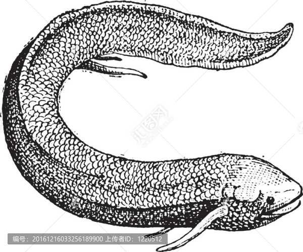 南美洲肺魚(yú)Lepidosiren,paradoxa復(fù)古雕刻或；