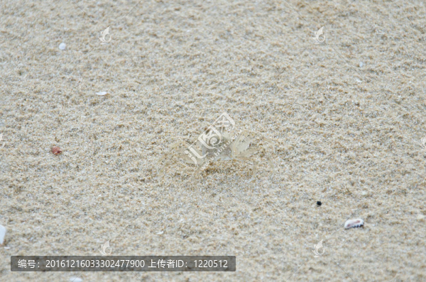 海灘上的螃蟹