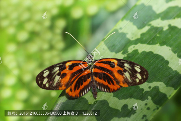 hecale長翼蝴蝶