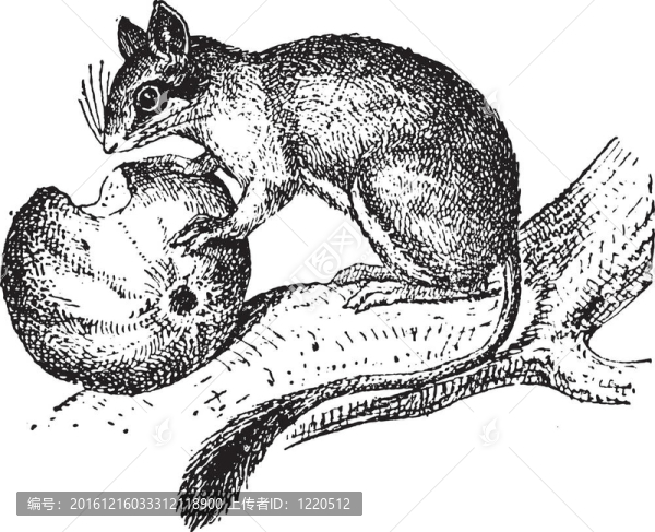 睡鼠或Glis,glis；復(fù)古雕刻