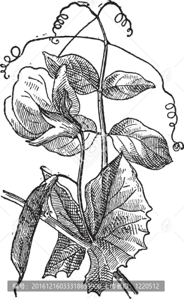 豌豆或Pisum,sativum；復古雕刻