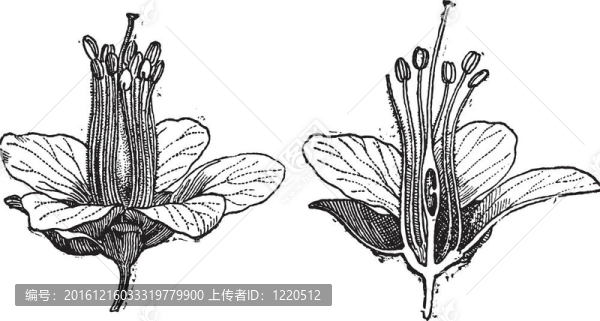 蘇木、Haematoxylum,campechianum；復(fù)古雕刻