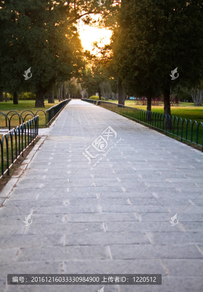 安靜的單一公園路徑在樹沿線的太陽