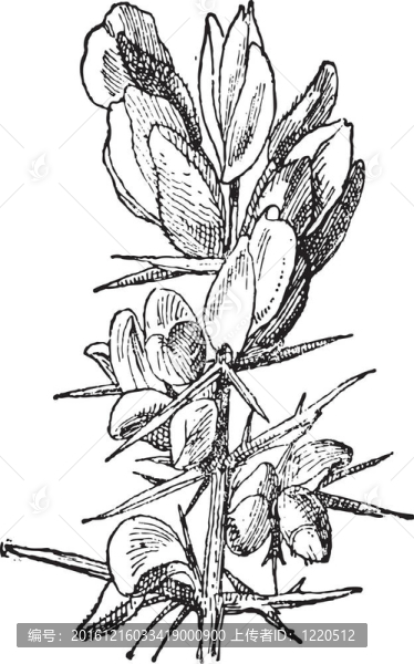 Gorse和荊豆屬；復(fù)古雕刻