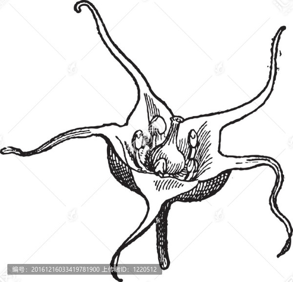 ulluco或Ullucus,tuberosus；復(fù)古雕刻