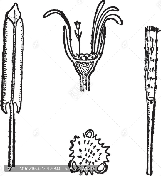 Coltsfoot或Tussilago,farfara；復(fù)古雕刻