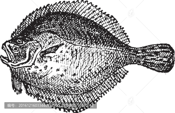 多寶魚或Scophthalmus,maximus；復古雕刻