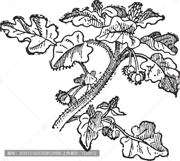 向日葵（Helianthus,annuus）；復(fù)古雕刻。