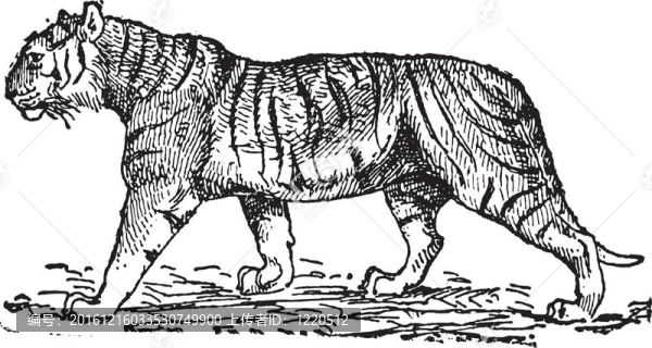 虎（Panthera,tigris）；復(fù)古雕刻。