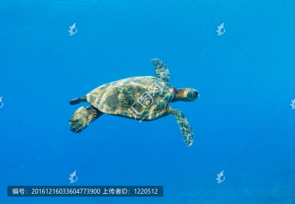 海龜