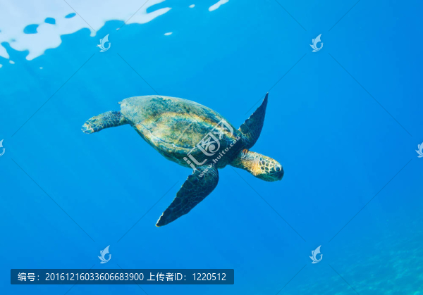 海龜