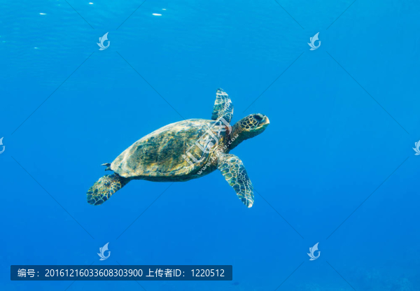 海龜