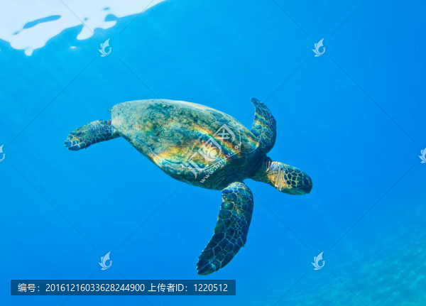 海龜