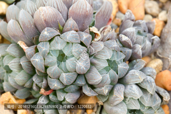 Haworthia,cooperi,Baker溫室花朵