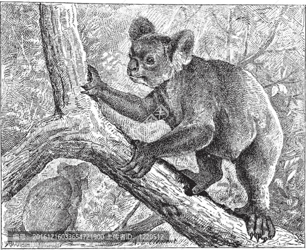 Koala；復(fù)古版畫。