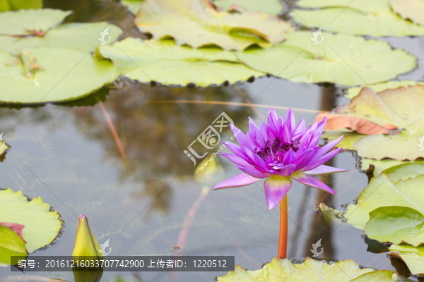 亞洲紫羅蘭蓮花