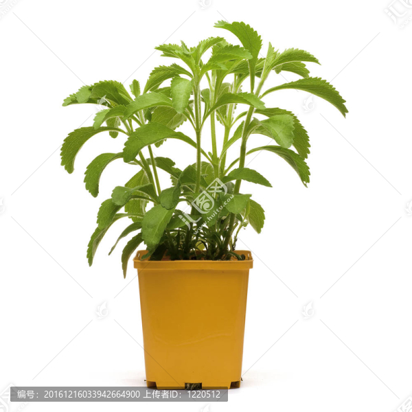 甜葉菊的計劃變成了橙色的bucklet；白色背景的正方形圖像