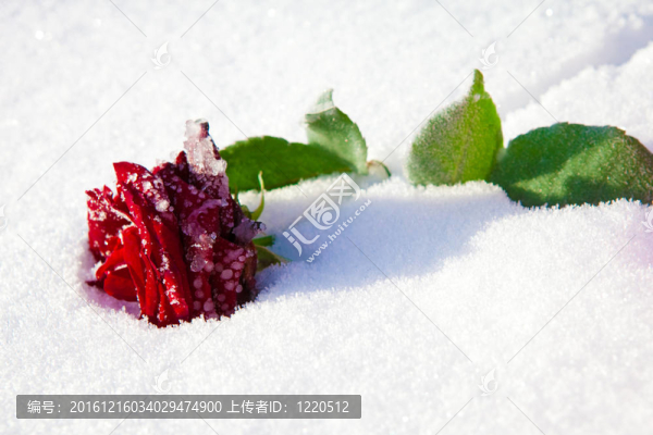 霜上紅玫瑰。