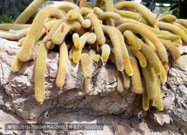 華盛頓cleistocactus,winteri,2010