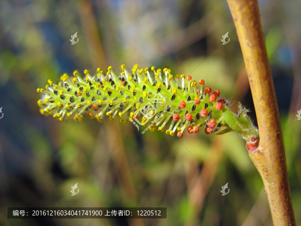 關(guān)閉了黃色和紅色的柳絮
