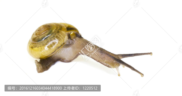 玻璃蝸牛